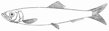 Hering.