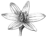 Blüte von Gagea.