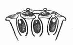 Fig. 2. Längsschnitt durch den obern Teil des Vlütenbodens von Nelumbium.