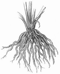Fig. 2. Büschelwurzel des Getreides.