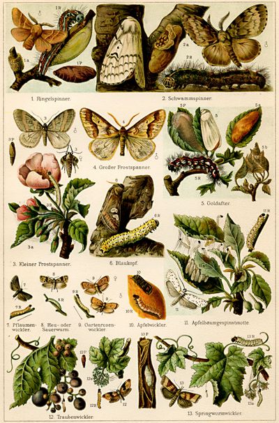 Gartenschädlinge I. (R = Raupe, P = Puppe, ♁ Männchen. ♀ Weibchen.)