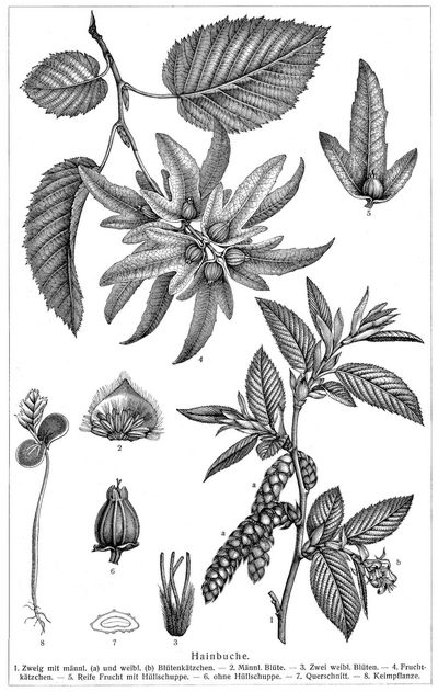 Hainbuche II.