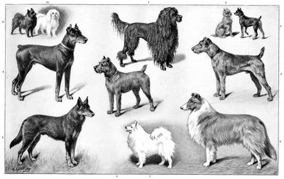 Hunde II.